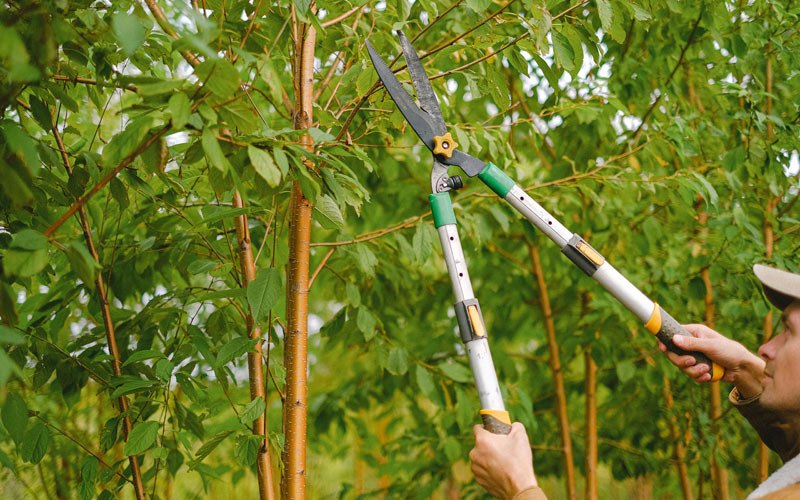 Tree trimming in Mekoryuk, AK